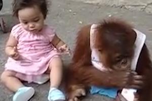 VREBA OBROK MAJMUNA! Beba orangutana vozila bajs, a kad je uzela mleko, devojčica je pokušala da je pokrade! (VIDEO)