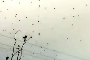 OVO SIGURNO NIKADA NISTE VIDELI! Kiša pauka lebdela je iznad ljudskih glava (VIDEO)