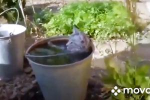 UŽIVA KAO DA JE U ĐAKUZIJU! Kad vidite ovog mačka kako se baškari u kofi vode slatko ćete se nasmejati (VIDEO)