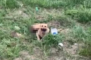 KAKVI SU OVO NELJUDI: Pas otkinutih šapa čekao pomoć na vrućini bez hrane i vode UZNEMIRUJUĆI VIDEO 18+