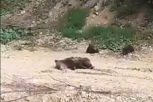 POTRESNA SCENA U BIH: Medvedica nepomično leži, dok njeni mladunci preplašeno beže od lovaca (VIDEO)