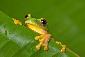 ČOKOLADNA ŽABA: Australijski naučnik otkrio novu vrstu žabe u močvarama Nove Gvineje, nazvana po latinskoj reči za iznenađenje