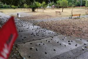 POMOR VRABACA U PODGORICI: Oluja usmrtila hiljade ptica, prekrili trotoare i parkove