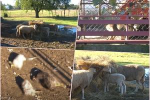 POKOLJ U DVORIŠTU VRAČAREVIĆA IZ ZVEČKE KOD OBRENOVCA: Psi lutalice zaklali im 15 kokošaka, jurili im ovce ali su im pobegle VIDEO