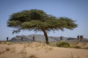 NEVEROVATNO OTKRIĆE: Satelitskim snimcima otkriveno da su afričke pustinje ispunjene drvećem! Evo koliko ima stabala