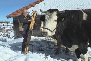 VOLOVI SU NAJVERNIJI PRIJATELJI MEŠTANIMA KAMENE GORE: Probijamo namete i više od 2 metra, bez njih bi nam ruke bile vezane