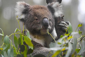 ZEMLJA DUGOVEČNIH U zoološkom vrtu u Japanu živi najstarija koala na svetu!