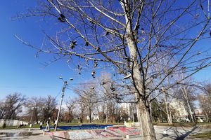 NESVAKIDAŠNJI PRIZOR U PARKU ŠOKIRAO ČAČANE: Dvadesetak pari patika vise na granama i kablovima, otkriveno i zašto (FOTO)
