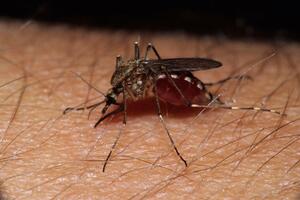 NAUČNICI ZABRINUTI: Otkrivena nova mutacija zika virusa koja bi mogla da izazove još jednu epidemiju