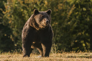 ZADOVOLJSTVO PLATIO 7.000 EVRA Princ iz Lihtenštajna odstrelio najvećeg medveda u Evropi!