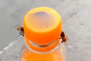 BUBE SNAGATORI KAO ŠVARCENEGER! Pčele otvorile FLAŠU soka kao NIŠTA, ljudi ne veruju u šta GLEDAJU! (VIDEO)