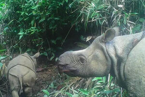 LEPE VESTI Na Javi snimljena dva mladunčeta ugrožene vrste javanskog nosoroga