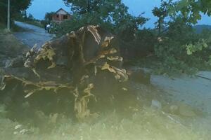 VRANIĆ OVO NE PAMTI: Olujni vetar iščupao hrast u selu kod Čačka, lokalni put bio u blokadi, bez struje na desetine kuća