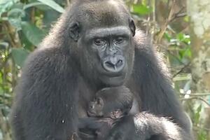 RODILA SE BEBA GORILE U PRIRODNOM OKRUŽENJU Roditelji dovedeni iz evropskih zoo-vrtova u Gabon: Ovo su izvanredne vesti! VIDEO