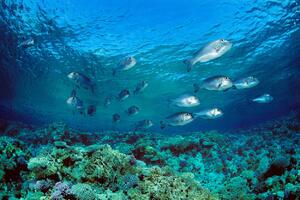 U JADRANSKOM MORU 46 NOVIH VRSTA RIBA, NEKE SMRTONOSNE ZA LJUDE! Morski psi fantastični naspram njih, sardina uskoro neće biti