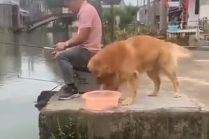 OVO JE NEŠTO NAJLEPŠE ŠTO ĆETE VIDETI: Pas spasao ribicu, a onda uradio još jednu neverovatnu stvar (VIDEO)