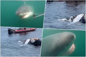 RETKA GOZBA: Osam velikih belih ajkula snimljeno kako proždire leš grbavog kita VIDEO