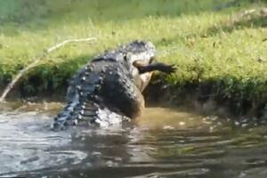ZA RUČAK POJEO SVOG ROĐAKA! Nadrealan snimak OGROMNOG aligatora kako PROŽDIRE drugog nikog nije ostavio ravnodušnim! (VIDEO)