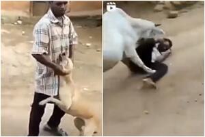 INSTANT KARMA: Maltretirao psa, krava se obrušila na njega, izbola ga i izgazila VIDEO