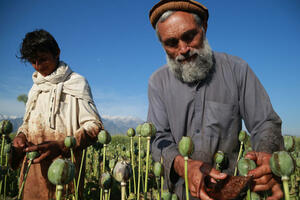 TO JE NAŠ SPAS: Talibani su se zarekli da će iskoreniti opijum iz zemlje, ali Avganistanci tvrde suprotno!