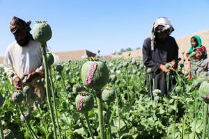 SMRT MALOG FARMERA: Talibani zabranili proizvodnju maka u trenutku kada 95 odsto Avganistanaca nema dovoljno hrane i novca za istu