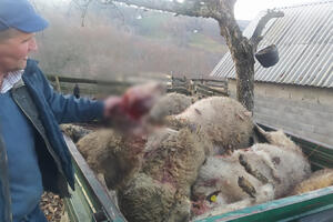 GLADNI PSI UDARILI NA VELJOVIĆE Zaklali im i ranili 20 ovaca, ovakav pokolj ne pamte! Da nesreća bude veća, svaka nosila po jagnje