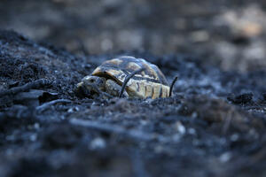 NAKON 25 GODINA U Australiji pronađena kornjača koja diše kroz svoju zadnjicu