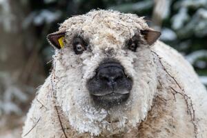 BIZARNA SMRT: Volonterku na terapijskoj farmi u SAD ubila ovca