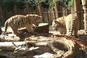 PRVI PUT PRED OČIMA JAVNOSTI: Novorođene bliznakinje sibirskih tigrova u Kunmingu! VIDEO