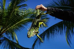 IZDATO UPOZORENJE GRAĐANIMA: Pazite, padaće iguane FOTO