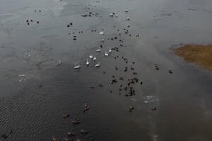 LABUDOVO JEZERO Više od 3.000 labudova stiglo u Sinđijang VIDEO