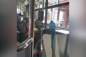 NAJČUDNIJI PUTNIK NA LINIJI 79! Papagaj se provozao autobusom koji ide od Dorćola do Mirijeva (VIDEO)