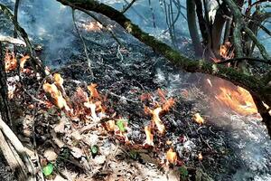 GORI ŠUMA KOD SAKARA: Vatrogasci se bore s vatrenom stihijom, u plamenu više hektara