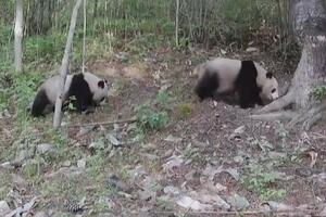 ĆANGĆING REZERVAT: Divlja panda i mladunac u Šansiju! VIDEO