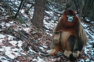 Istraživači otkrili mnogo novih grupa divljih životinja u Šenongđiji! VIDEO