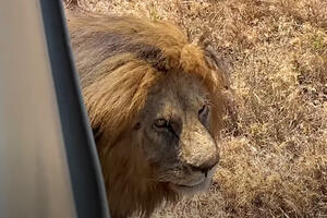 HOROR U NIGERIJI: Čuvar brinuo o lavu od kad je rođen, ali jedan trenutak nepažnje bio je KOBAN
