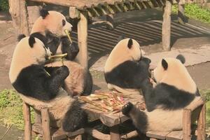 Kako pande uživaju u hrani?