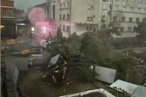 NEVREME UNIŠTILO SIMBOL NOVOG SADA: Olujasrušila čuveni koprivić u centru grada! VIDEO