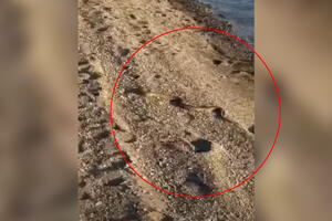 PANIKA NA PLAŽI U GRČKOJ: Velika zmija izlazi iz mora, uznemirava turiste, danima ne mogu da je uhvate (VIDEO)
