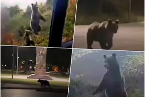 MEDVEDI PORED PUTA I NA ULICI: Snimci iz BiH pokazuju da opasne životinje prilaze sve bliže ljudima (VIDEO)
