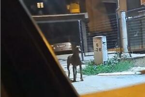"PO 20 MINUTA NE MOGU DA IZAĐEM IZ KOLA" Pazarac u strahu jer komšija opasnog psa samog pušta na ulicu, doberman ko tele (VIDEO)