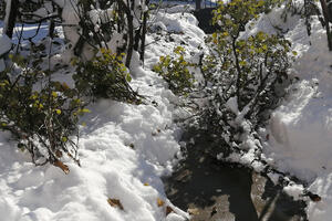 SNEG JE PADAO 20 SATI BEZ PRESTANKA: Stradalo drveće, sneg obarao i lomio grane po Vranju (FOTO)