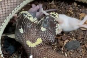 SNIMAK SAMO ZA ONE ZA JAKIM STOMAKOM: Dvoglava zmija jede miša! Ben i Džeri su anomalija koja se dešava i kod ljudi (VIDEO)