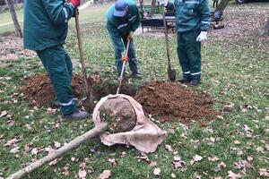 POSAĐENI JAVORI, KLENOVI, LIPE, TREŠNJE, SMRČE I SOFORE: Nastavljena akcija presađivanja drveća u Novom Sadu