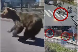 ZVER U EVROPSKOM GRADU, LJUDI BEŽE, PRESKAČU OGRADU: Medved povredio pet osoba, među njima i devojčica od 10 godina! (VIDEO)
