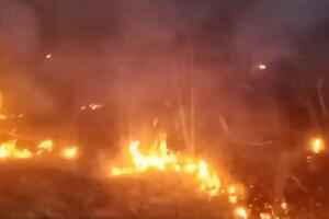 VELIKI POŽAR KOD DELIBLATSKE PEŠČARE: Gori šuma, vatrogasci na nogama! (VIDEO)