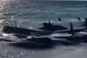 UŽASNA KATASTROFA! Više od 100 kitova se nasukalo na obalu, neki su već eutanazirani (VIDEO)