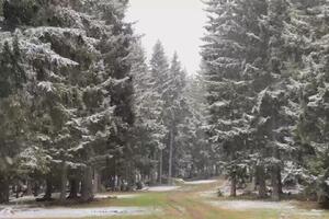 SNEG VEJE NA GOLIJI, PADA I NA KOPAONIKU: Zimska idila usred aprila! Pogledajte nestvarne prizore sa srpske planine (VIDEO)