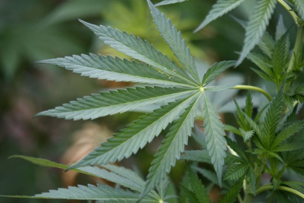 ZLATIBOR: Policija otkrila plantažu marihuane!