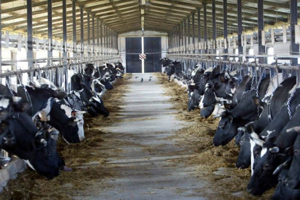 PKB u septembru proizveo 5 miliona litara mleka